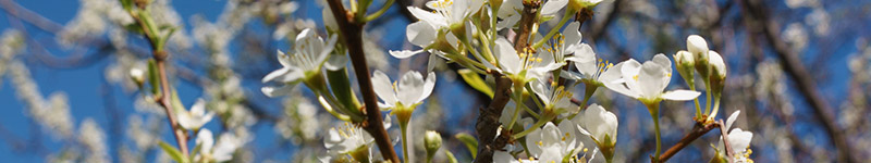 Flores de Bach: los 12 sanadores