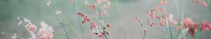 Flores de Bach: los 7 ayudantes