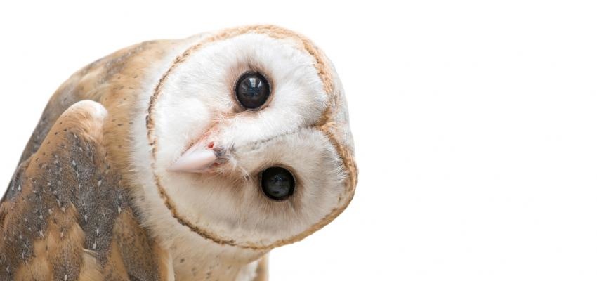 Horóscopo Maya: Lechuza