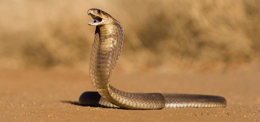 Horóscopo Maya: Serpiente