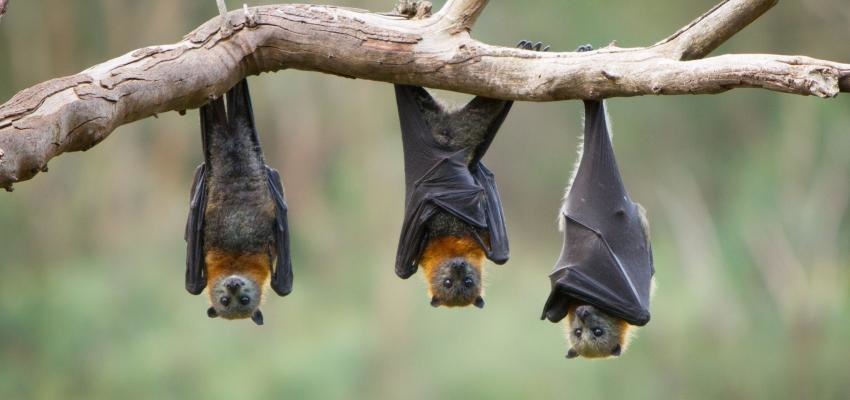 Horóscopo Maya: Murciélago