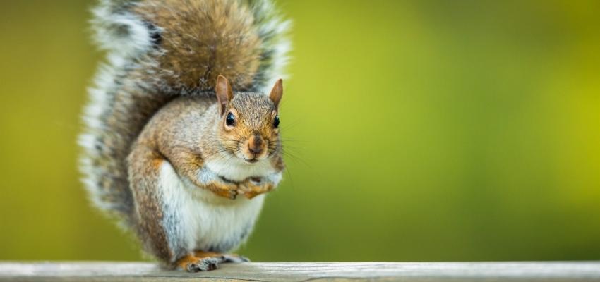 Horóscopo Maya: Ardilla