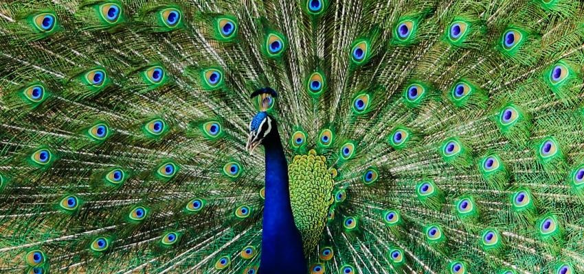 Horóscopo Maya: Pavo Real