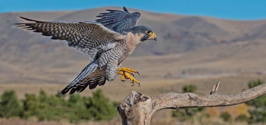 Horóscopo Maya: Halcón