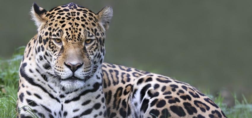 Horóscopo Maya: Jaguar