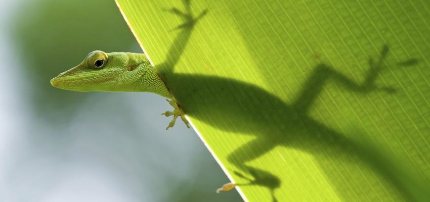 Horóscopo Maya: Lagarto