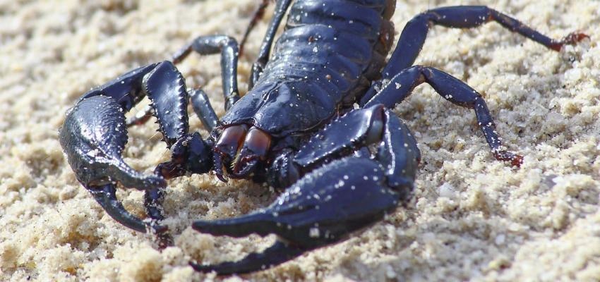 Horóscopo Maya: Escorpión