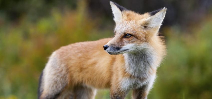 Horóscopo Maya: Zorro