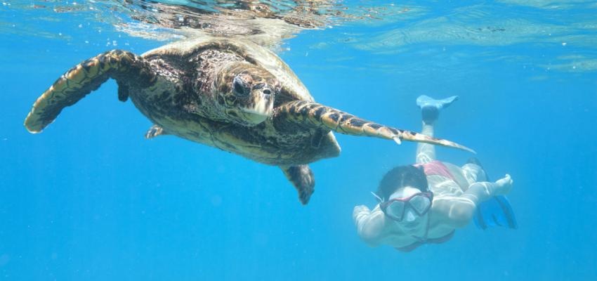 Horóscopo Maya: Tortuga