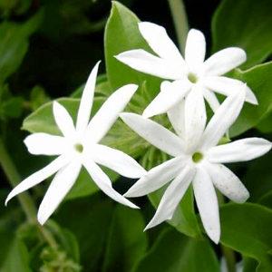 Jardín de los sentidos de aries