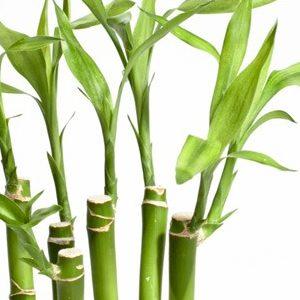 plantas para la energía positiva en el hogar