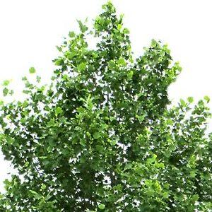 amuleto para atraer dinero y prosperidad para cada signo - capricornio