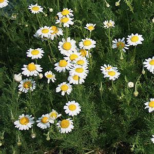 Jardín de los sentidos de Cáncer