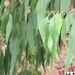 plantas para la energía positiva en el hogar