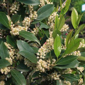 Jardín de los sentidos de geminis