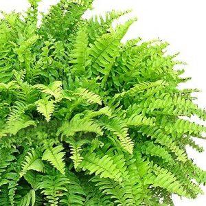 plantas para la energía positiva en el hogar