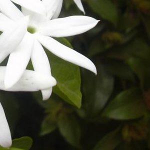 plantas para la energía positiva en el hogar