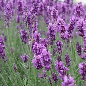 plantas para la energía positiva en el hogar