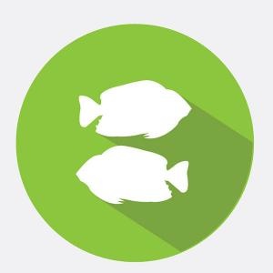 Tarot 2019 para Piscis Tarot 2019 para Piscis