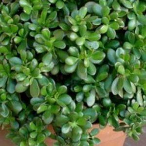 plantas para la energía positiva en el hogar