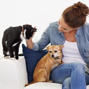 reencarnación en animales reencarnación en animales