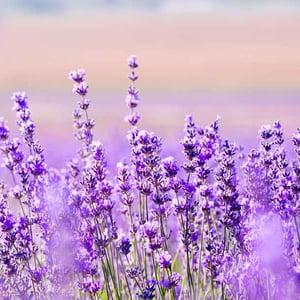 Jardín de los sentidos de tauro