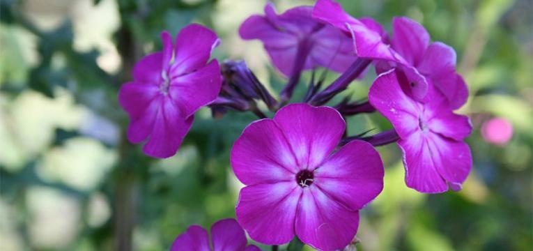 ¿Cómo comunicarse con el Tribunal Kármico?