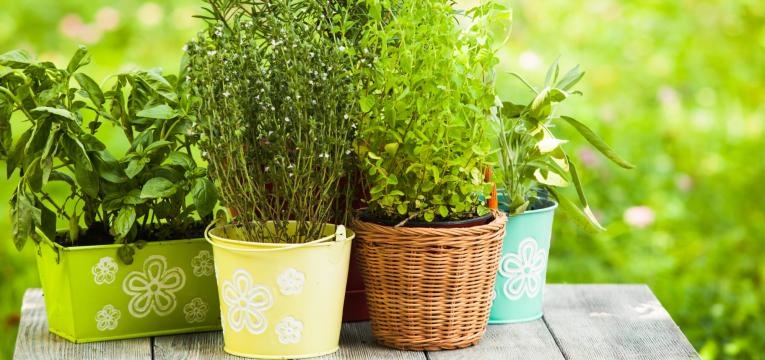 ¿En qué consiste la fitoenergía?