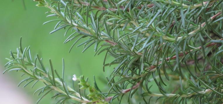 Plantas mágicas: hierba gatera para atraer el amor - WeMystic