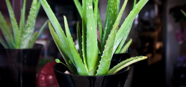 aloe Beneficios medicinales del aloe vera