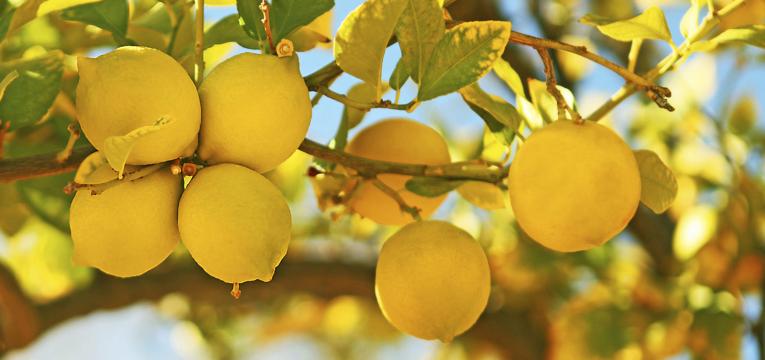 Amuletos con limones para el hogar