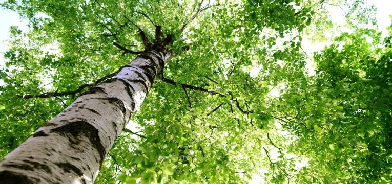 El abedul es una planta de protección El abedul es una planta de protección