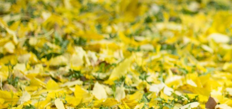 El Arcángel Jofiel y el color amarillo