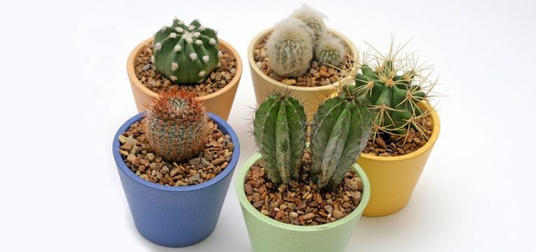 cactus y los espíritus