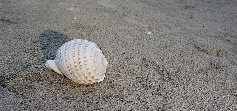 Consideraciones para lanzar los caracoles Consideraciones para lanzar los caracoles