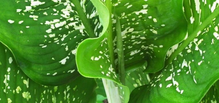 Dieffenbachia