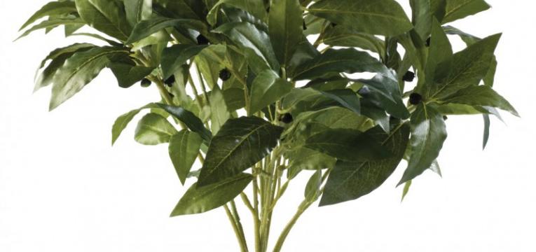 Hechizos con laurel con efecto inmediato Hechizos con laurel con efecto inmediato