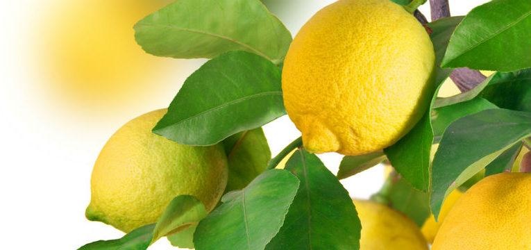 4 remedios naturales con limón