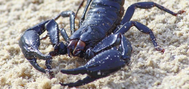 Signos de Agua: Escorpión Signos de Agua: Escorpión