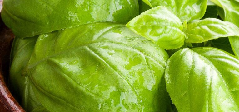 Poderes mágicos de la albahaca