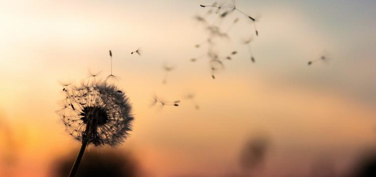 ¿Para qué sirve el Salmo 56?