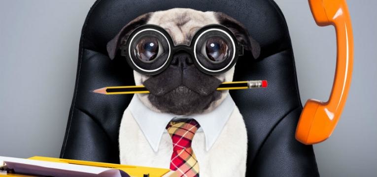 reencarnación en animales reencarnación en animales