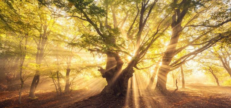 Rituales del Equinoccio de Otoño Rituales del Equinoccio de Otoño