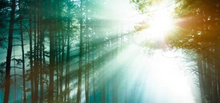 llama rosa llama rosa