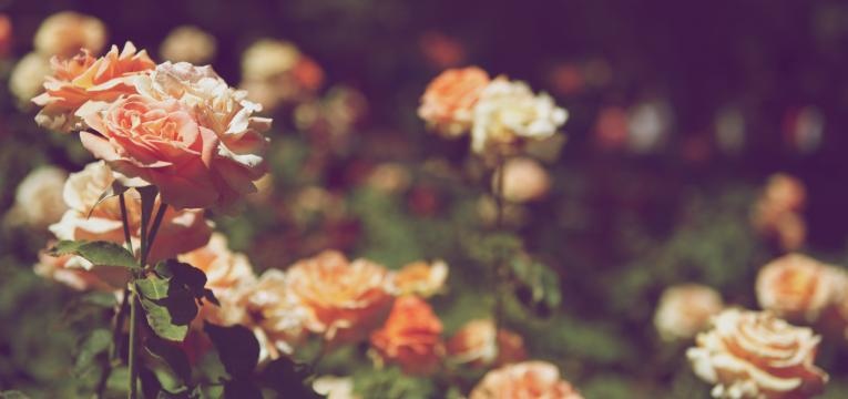 Significado del salmo 67 Significado del salmo 67