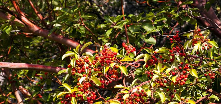 Sándalo para el dinero y para la sexualidad Sándalo para el dinero y para la sexualidad