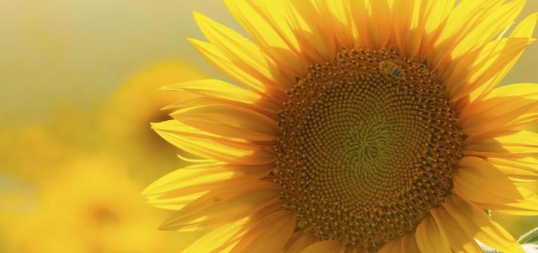 proporción aurea proporción áurea