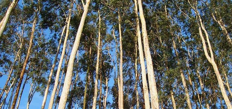 beneficios del eucalipto beneficios del eucalipto