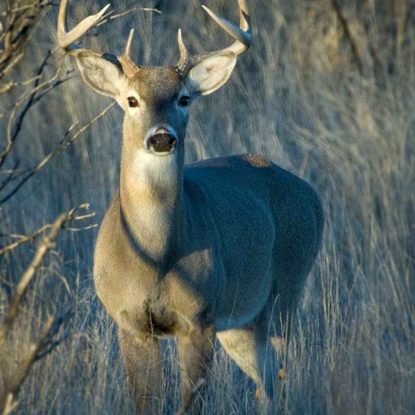 Horóscopo Chamánico: Ciervo