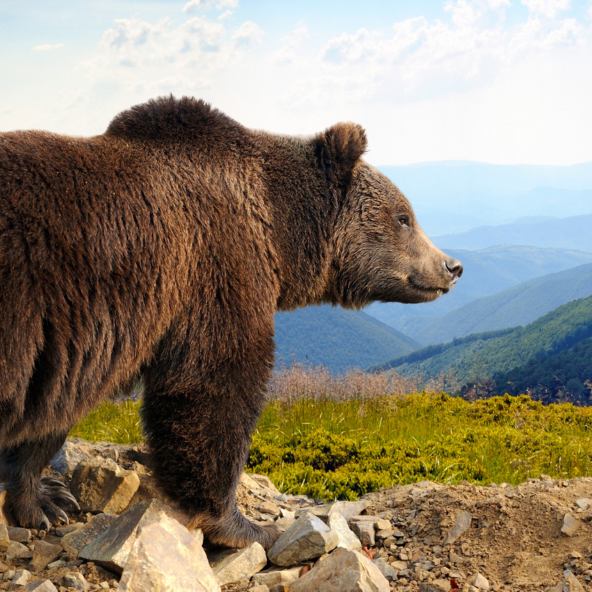 Horóscopo Chamánico: Oso pardo